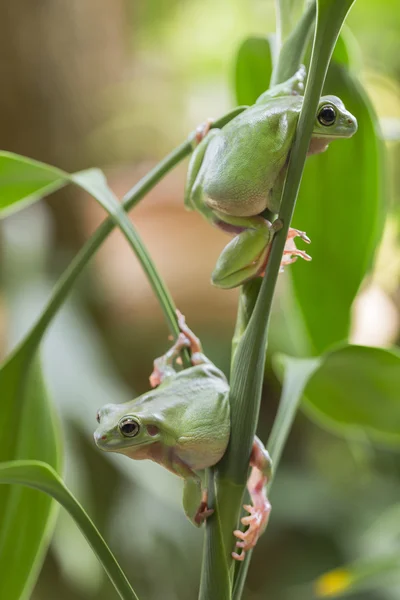호주 녹색 개구리 — 스톡 사진