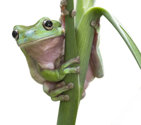 Australiska gröna träd groda — Stockfoto