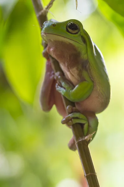 Australian Green Tree Frog — Stock Photo, Image