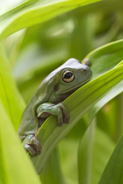 Rana verde australiana — Foto de Stock