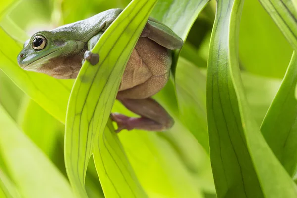 Australische Groene Boom kikker — Stockfoto