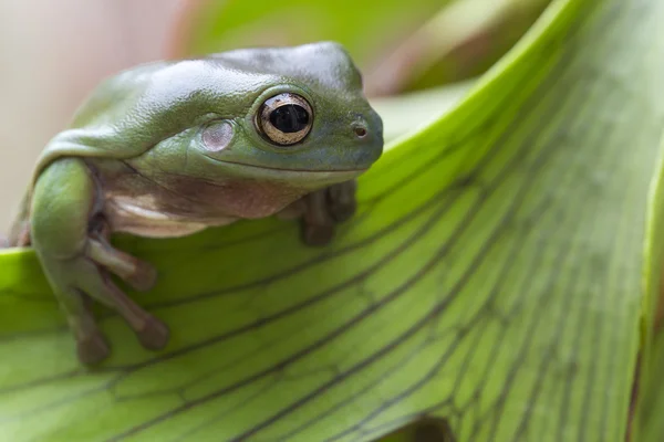Австралійська зелена деревна жаба — стокове фото