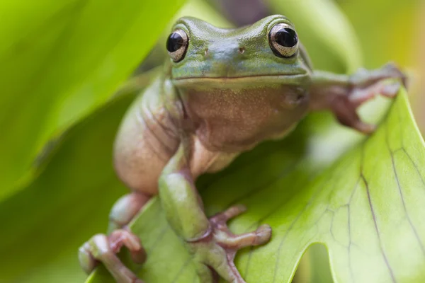 Australian Green Tree Frog — Stock Photo, Image