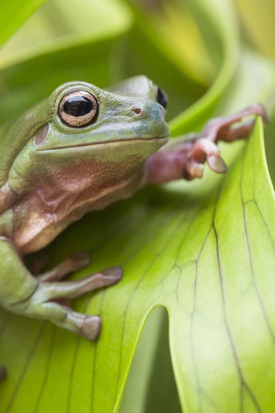 Australian Green Tree Frog — Stock Photo, Image