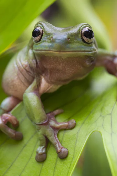 澳大利亚绿树蛙 图库图片