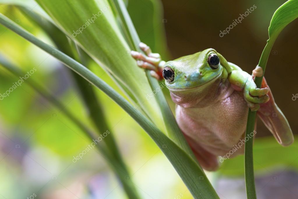 Australian Green Tree Frog Stock Photo Image By C Lteck