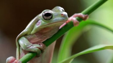 Avustralya Yeşil Ağaç Kurbağası