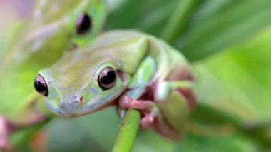 Avustralya Yeşil Ağaç Kurbağası