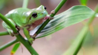 Avustralya Yeşil Ağaç Kurbağası