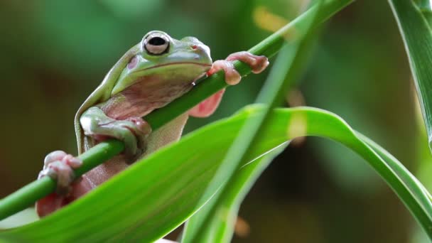 Sapo da árvore verde australiana — Vídeo de Stock