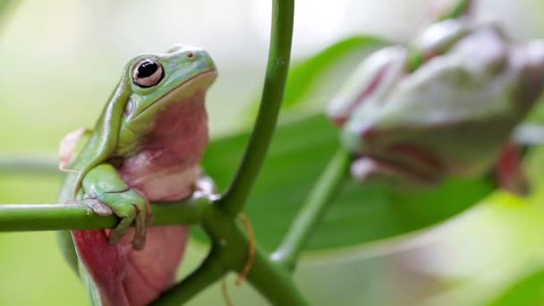 Sapo da árvore verde australiana — Vídeo de Stock