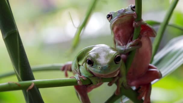 Grenouille verte australienne — Video