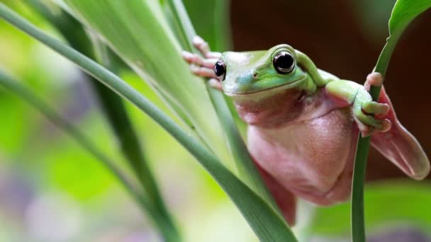 Grenouille verte australienne