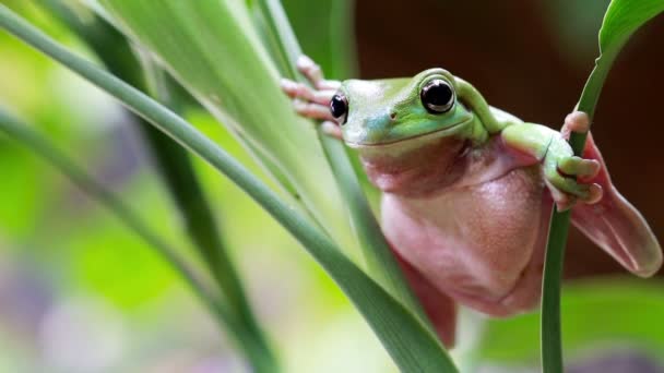 Sapo da árvore verde australiana — Vídeo de Stock