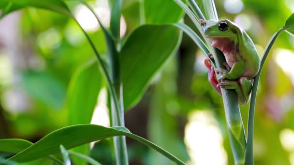 Sapo da árvore verde australiana — Vídeo de Stock