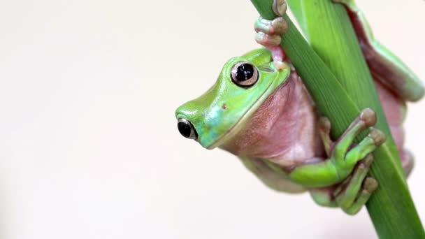 Австралийская зелёная лягушка — стоковое видео