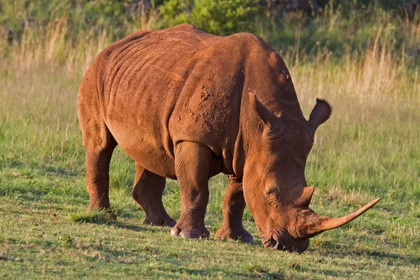 White Rhinocerus — Stock Photo, Image