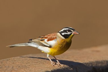 Golden-breasted bunting clipart