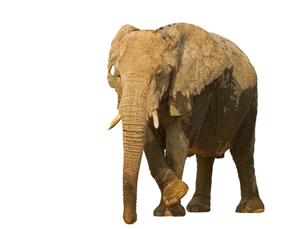 Elefánt tehén fehér háttér — Stock Fotó