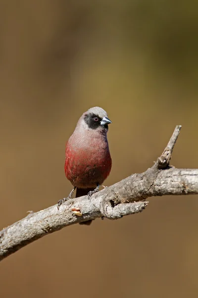 Černý-stál před waxbill — Stock fotografie