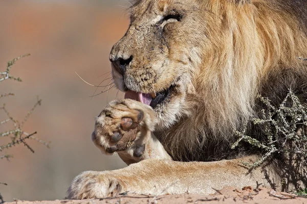 Male lion leaking his paw — Stock Photo, Image