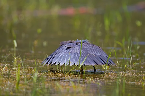 Schwarzreiher watet im flachen Wasser — Stockfoto