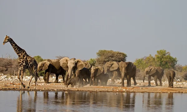 Animals at waterhole — Stock Photo, Image