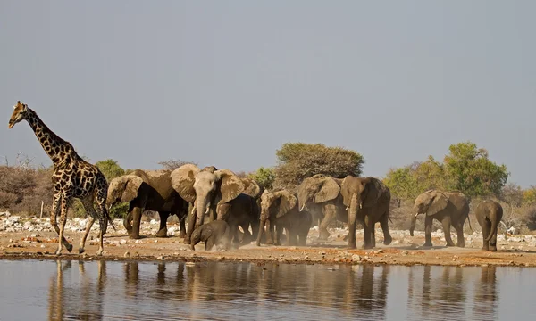 Animals at waterhole Stock Picture