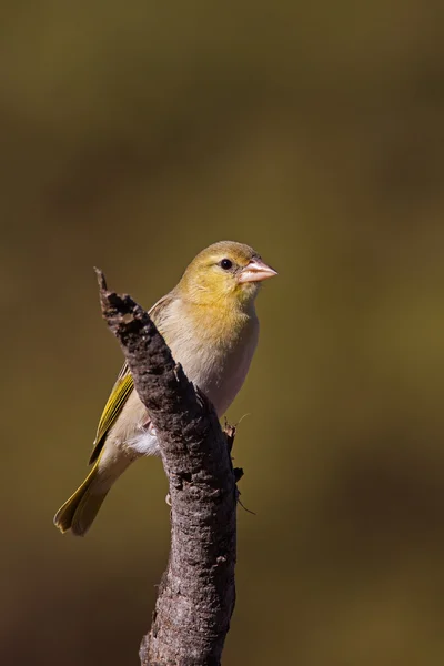 Female Southern Masked-weaver — Stock Photo, Image