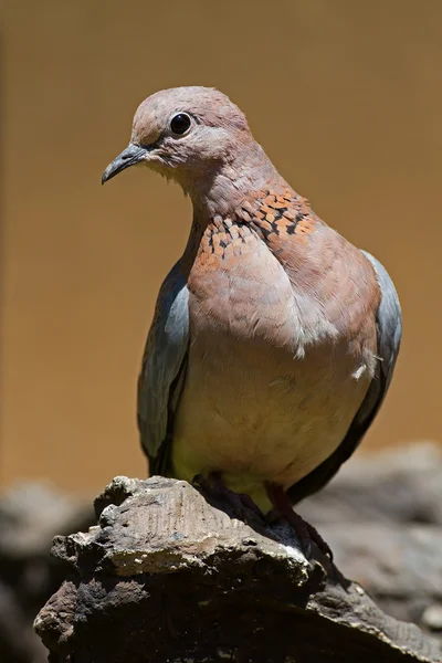 Lachende Taube — Stockfoto