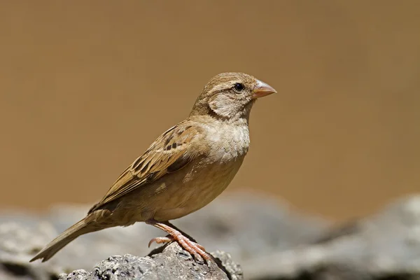 Ženské house sparrow — Stock fotografie