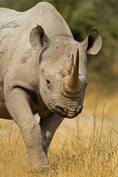 Портрет Чёрного Носорога Стоковое Фото