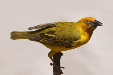 Cape dokumacı