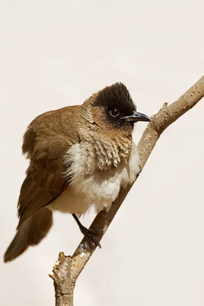 Dark-Capped BulBul (Blackeyed) — Stock Photo, Image