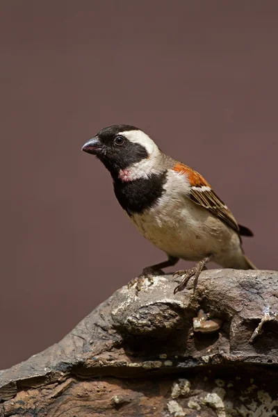 Male Cape Sparrow perched on rock — Stock Photo, Image