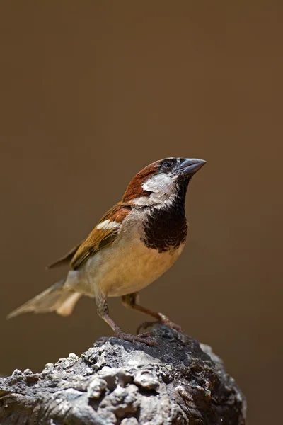 Male House Sparrow perched on rock — Stock Photo, Image