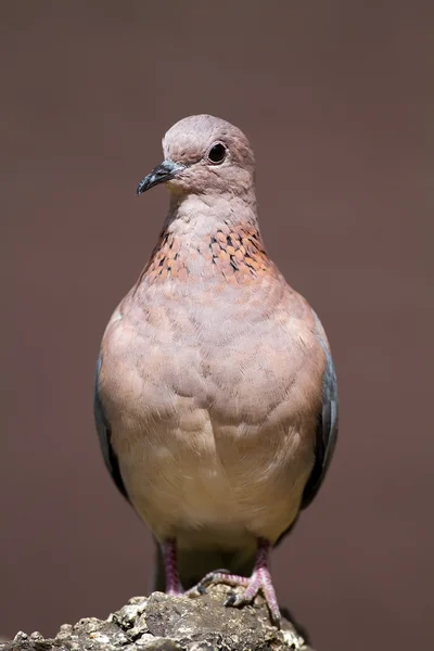 岩の上に腰掛けて鳩を笑って — ストック写真