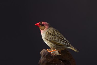 Red-Billed Quelea perched on rock. Quelea quelea stock vector
