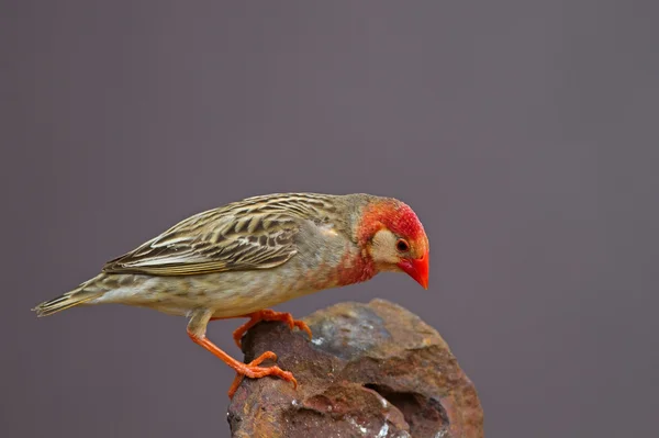 Quelea de pico rojo posada sobre roca (máscara blanca ) — Foto de Stock