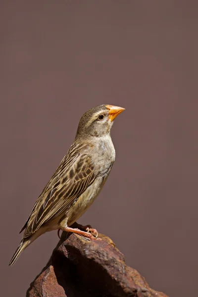 Hembra reproductora Red-Billed Quelea encaramada en roca — Foto de Stock