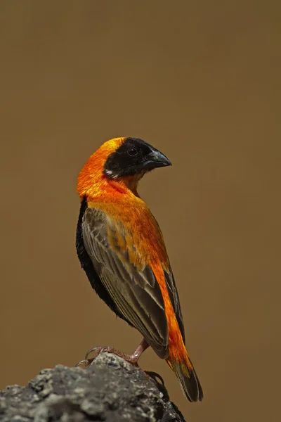 Southern Red Bishop perched on rock — Stock Photo, Image