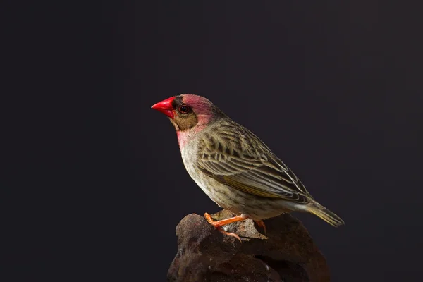Red-Billed Quelea perched on rock — Stock Photo, Image