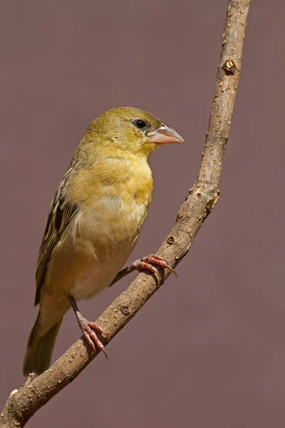 Weibchen der südlichen Maskenweberin — Stockfoto