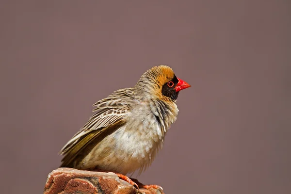 Quelea vermelho-faturado empoleirado na rocha Imagens Royalty-Free