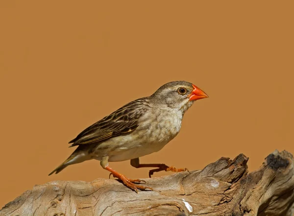 Non chov Female Red-Billed Quelea posazený na log Stock Fotografie