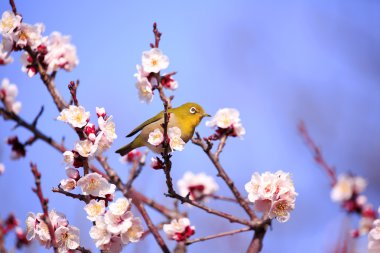 Mejiro ilkbaharda Japon kayısı ince bir dal üzerinde