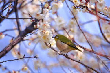 Mejiro ilkbaharda Japon kayısı ince bir dal üzerinde