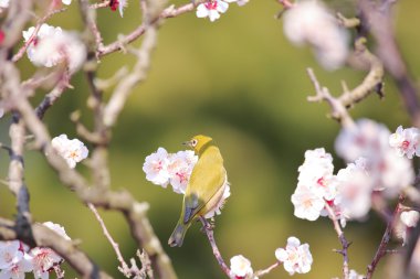 Mejiro ilkbaharda Japon kayısı ince bir dal üzerinde