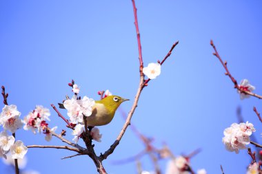 Mejiro ilkbaharda Japon kayısı ince bir dal üzerinde