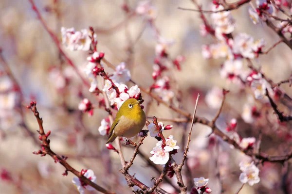 Mejiro sur une brindille d'abricot japonais au printemps — Photo